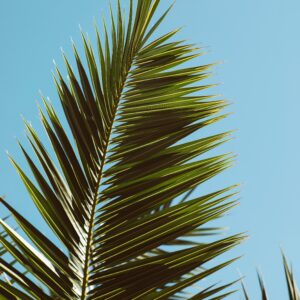 OGŁOSZENIA DUSZPASTERSKIE NIEDZIELA PALMOWA – 29 III 2026